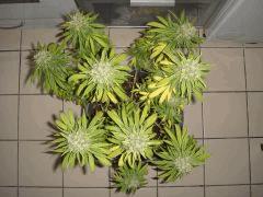2609shakidessus