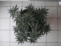 shakiradessus0807