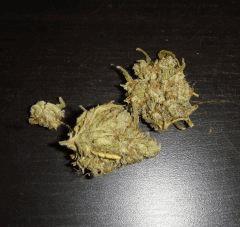 3010budshakitest