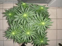 1408shakidessus