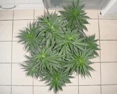 2407shakidessus