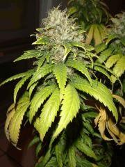 2309conchibud