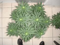 1108Shakidessus