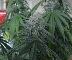 0309bud