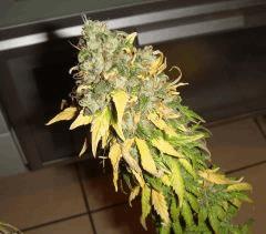 0310conchibud