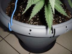 0108pot