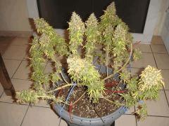 0710conchi34