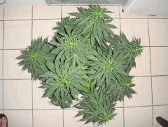 0108shakidessus