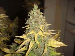 0804bifruittete1