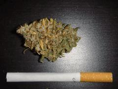 3010shakiptitbud