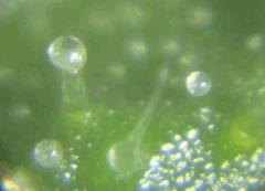 0509conchitriA