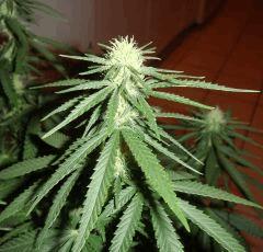 1708bud1
