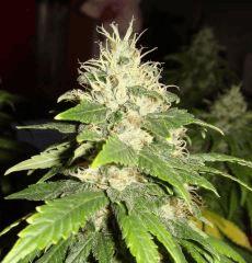 1409conchibud