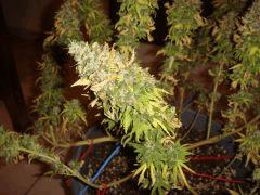 0710conchibudB