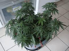 conchita341107