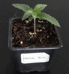 2612criticalkush