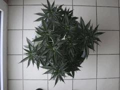shakiradessusavant0307