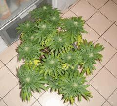 3008conchidessus