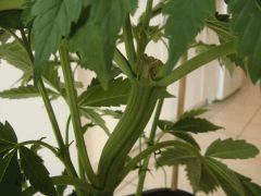 2401bifruitB