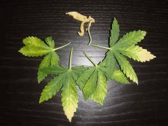 feuilleconchita0307