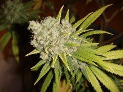 0310conchibud2