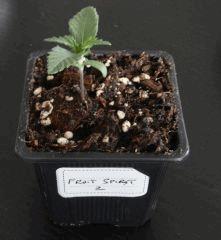 2612fruitspirit1