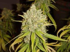 0310shakibud3