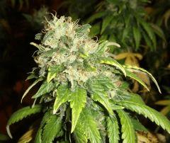 2109conchibud