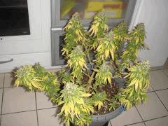 2609conchi34