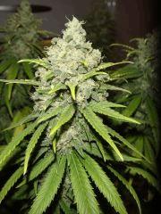 2309shakibud