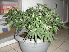 0108conchitacote