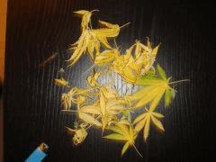 1708feuilles