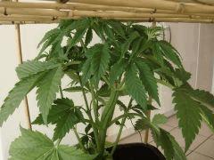 2401bifruitC