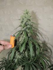 Jack Herer (Sensi Seeds)