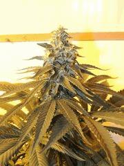 Sour Diesel (Reserva Privada)
