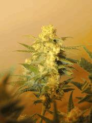 Green Crack (Humbolt Seeds)