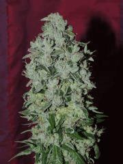 Sour Diesel n°3 (Reserva Privada)