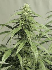 Jack Herer