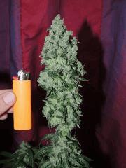 OG 18 n°3 (Reserva Privada)