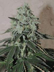 Sour Diesel (Reserva Privada)