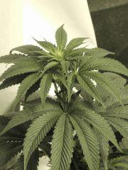 OG 18 (Reserva Privada)
