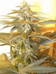 Sour Diesel