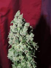 OG 18 n°3 (Reserva Privada)