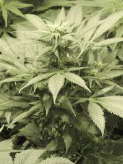 Green Crack (Humbolt Seeds)
