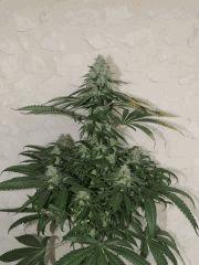 Sour Diesel (Reserva Privada)