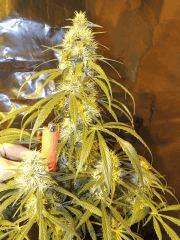 Jack Herer (Sensi Seed)