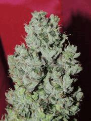 Sour Diesel n°3 (Reserva Privada)