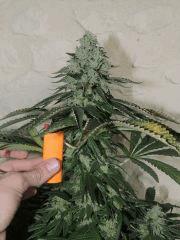 Sour Diesel (Reserva Privada)