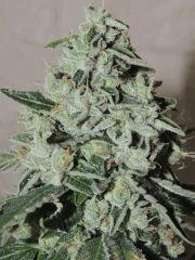 Sour Diesel (Reserva Privada)
