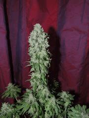 Sour Diesel n°3 (Reserva Privada)